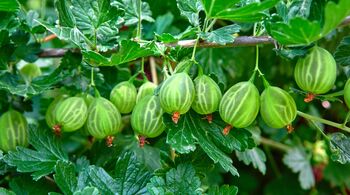 Gooseberry Plants, 'Leveller', 7 of 7