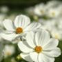 Cosmos 'Purity White' Seeds, thumbnail 3 of 4