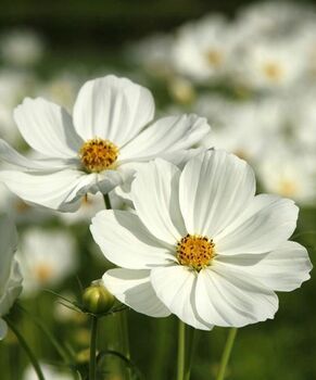 Cosmos 'Purity White' Seeds, 3 of 4