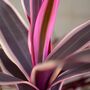 Houseplant Cordyline 'Strawberry Queen' 15cm Pot, thumbnail 2 of 5