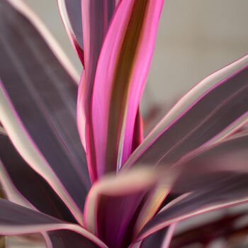 Houseplant Cordyline 'Strawberry Queen' 15cm Pot, 2 of 5
