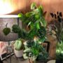 The Pictus Trailing Houseplant, thumbnail 5 of 6