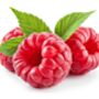 Fruit Plant Raspberry, thumbnail 2 of 5