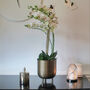 White Everlasting Singapore Orchid Plant, thumbnail 1 of 3