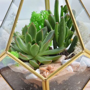 Gold Geometric Terrarium Kit With Succulent Plant Lover Gift, 8 of 12