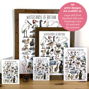 Water Birds Of Britain Greeting Card, 3 of 12