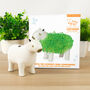 Grow Your Own Capybara Chia Planter, thumbnail 1 of 5