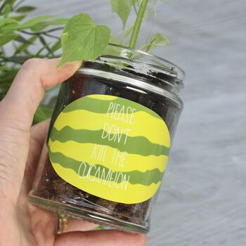 Personalised 'Don't Kill Me' Mini Melons Jar Grow Kit, 4 of 7