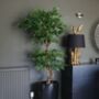 150cm Artificial Japanese Twisted Fruticosa Ficus Tree, thumbnail 1 of 2