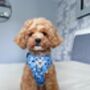 Blue Dot Adjustable Padded Dog Harness, thumbnail 2 of 12