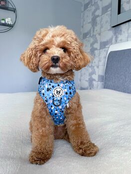 Blue Dot Adjustable Padded Dog Harness, 2 of 12