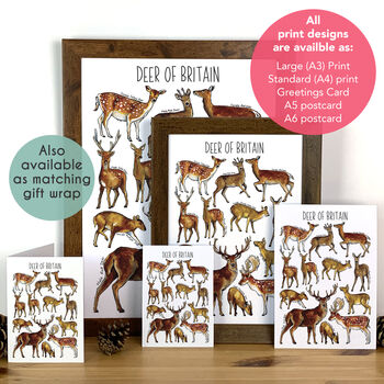 Deer Of Britain Blank Greeting Card, 4 of 9
