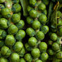 Brussels Sprouts Plants 'Brigitte' Plug Plants, thumbnail 1 of 8