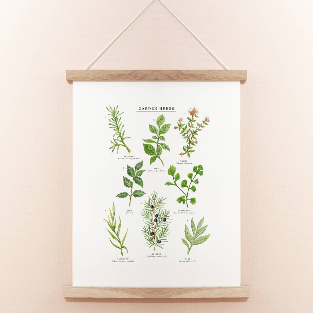 Garden Herbs Illustrated Giclée Print By Little Paisley Designs ...