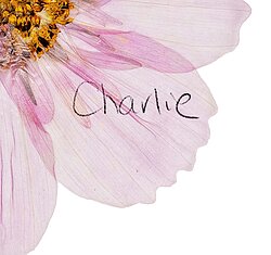 Pressed Pink Cosmos Flower Charlie Presses Flowers