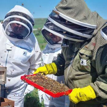 Beekeeping Experience In West Yorkshire, 2 of 6