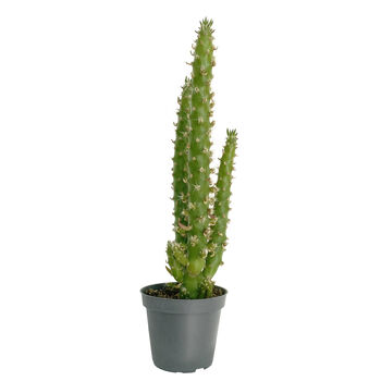 Eve's Needle Cactus Indoors Plant In 6cm Pot, 4 of 4
