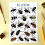 Bees Of Britain Illustrated Postcard, thumbnail 1 of 11