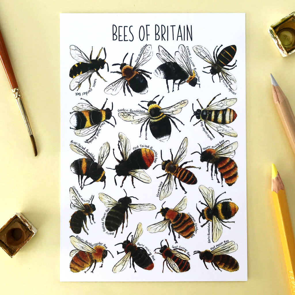 Bees Of Britain Illustrated Postcard, 1 of 11