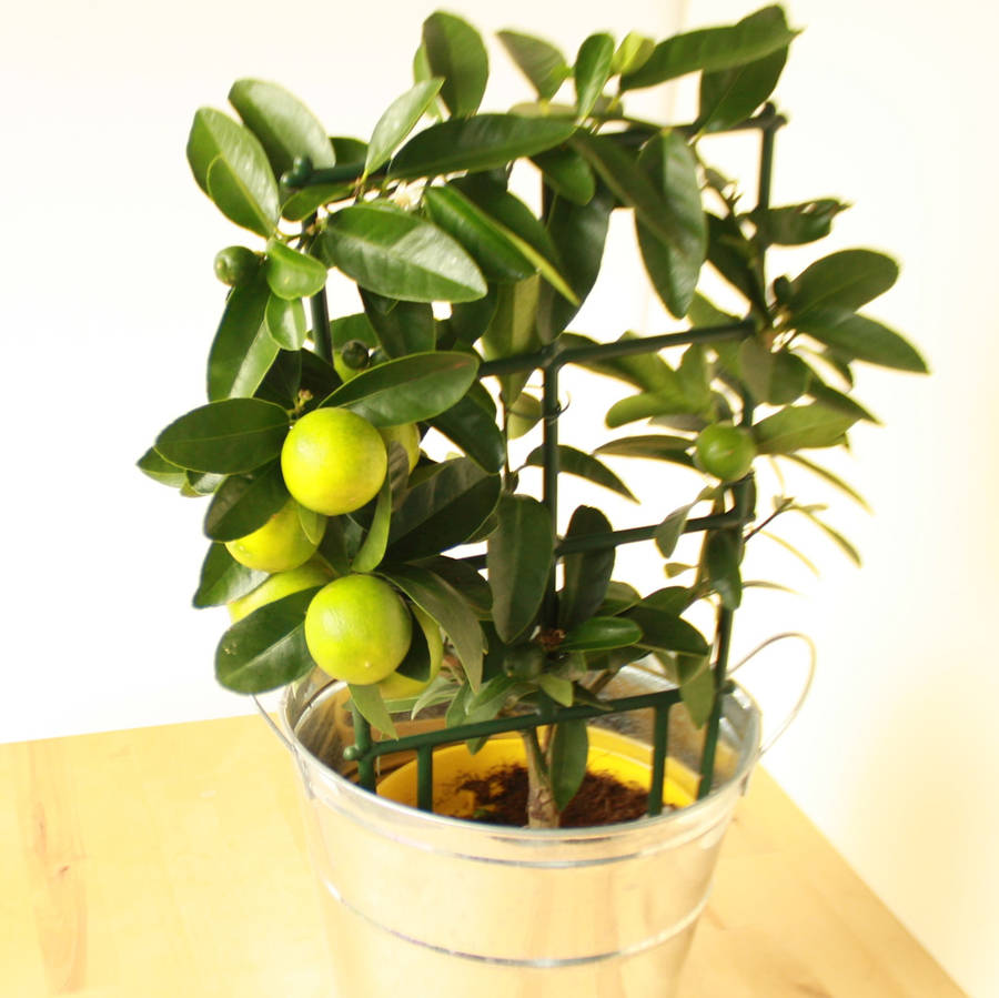 Mini Lime Tree By Plants4 Presents