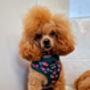 Vintage Clover Green Peonies Dog Collar, thumbnail 6 of 9