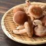 Shiitake Mushroom Log Growing Kit, thumbnail 7 of 8