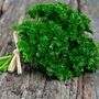 Herb Plants Parsley 12 X Plug Plant Pack, thumbnail 4 of 5