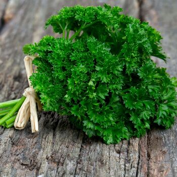 Herb Plants Parsley 12 X Plug Plant Pack, 4 of 5