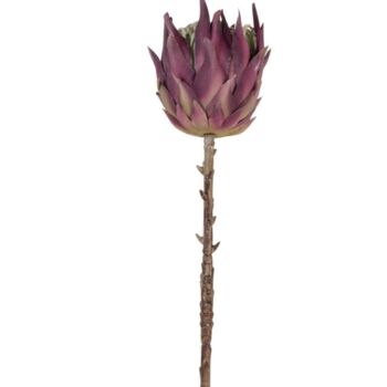 Purple Protea Dried Flowers, 4 of 5