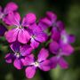 Honesty Plants, Wildflowers, One X Plant In 9cm A Pot, thumbnail 4 of 5