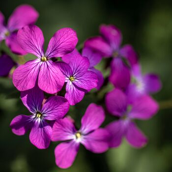 Honesty Plants, Wildflowers, One X Plant In 9cm A Pot, 4 of 5