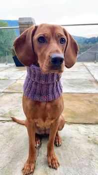 Lilac Roll Top Dog Snood, 3 of 5