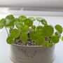 Hydrocotyle Vulgaris Marsh Pennywort Water Aquatic Live House Plant, thumbnail 1 of 5