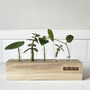 Personalised Wooden Test Tube Propagation Station, thumbnail 6 of 7