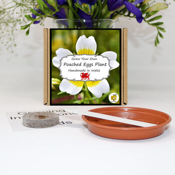 Gardening Gift. Poached Egg Flowers Kit, 2 of 4