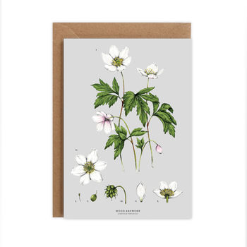 Botanical Wood Anemone Botanical Card, 2 of 2
