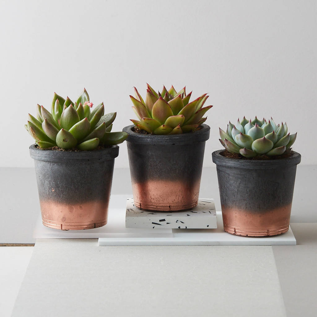 midi concrete + copper plant pot with plant by geofleur