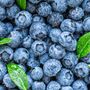 Fruit Plants Blueberry 'Chandler' Two X Two L Pot, thumbnail 5 of 5
