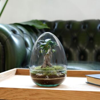 Bonsai Diy Terrarium Kit: Stylish Plant Decor | 'Kyoto', 8 of 11