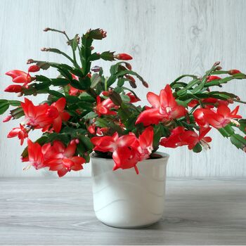 Christmas Cactus 'Caribbean Dancer' One X 15cm Pot, 5 of 5