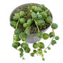 String Of Pearls Trailing House Plant In 6cm Pot, thumbnail 3 of 3
