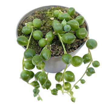 String Of Pearls Trailing House Plant In 6cm Pot, 3 of 3