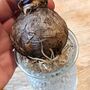 Fresh Hyacinth Bulb In Glass Vase, thumbnail 4 of 4