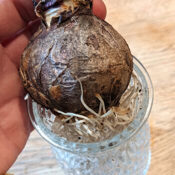 Fresh Hyacinth Bulb In Glass Vase, 4 of 4