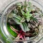 Diy Terrarium Kit With Plants | 'Malaga', thumbnail 7 of 12