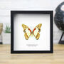 Angola White Lady Moth Butterfly Entomology Taxidermy Box Frame, thumbnail 1 of 3