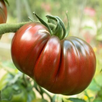 Grow Your Own Tomato Seed Selection Pack, 7 of 7