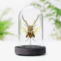 Indonesian Stag Beetle Insect Bug Entomology Taxidermy Bell Jar, thumbnail 1 of 3