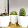 Set Of Three Small Cactus In Pot Pick Your Colour Pots, thumbnail 2 of 9