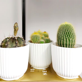 Set Of Three Small Cactus In Pot Pick Your Colour Pots, 2 of 9